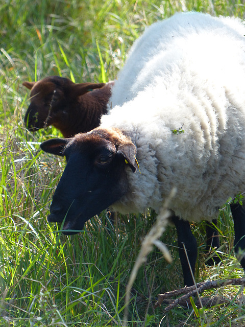 Transhumance du 5 mai 2016