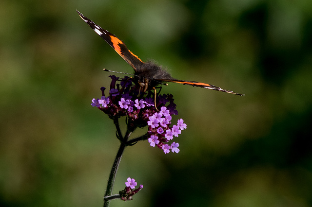 Autumn Red Admiral