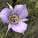 Sagebrush Mariposa Lily