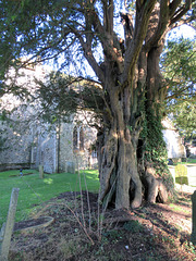 stowting church, kent, yew (1)