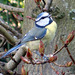 Birds in our garden