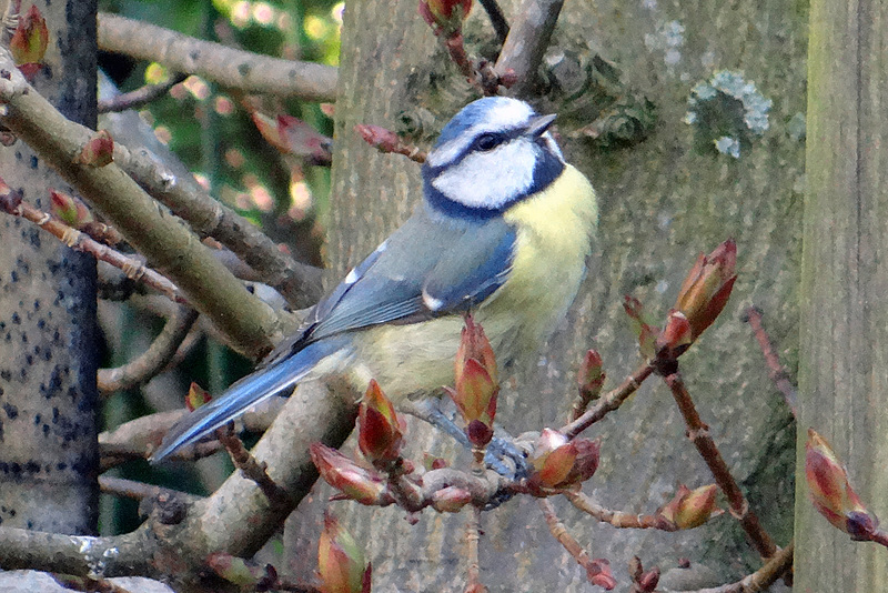 Birds in our garden