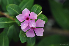 20200502-0475 Catharanthus roseus (L.) G.Don