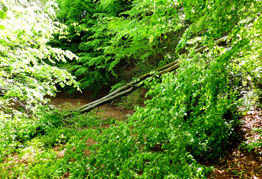 DE - Hönningen - Auf dem Teufelsleyweg