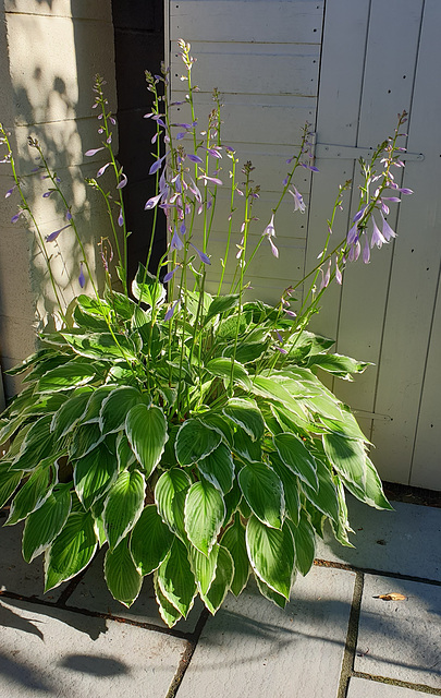 Hosta