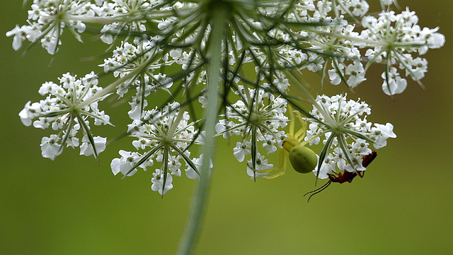 Les dessous de la berce....