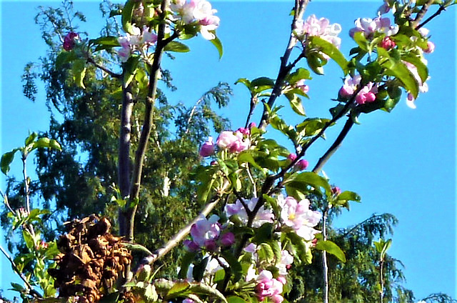 All those flowers will mean we should get a bumper crop this year