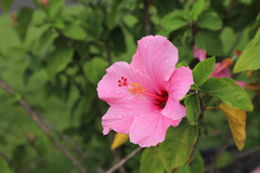 Hibiscus pip