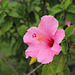 Hibiscus pip