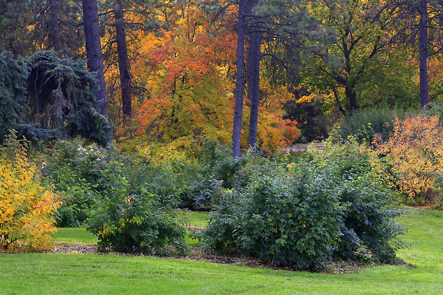 Autumn Color at Manito