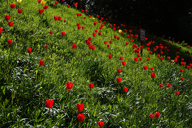 Red tulips