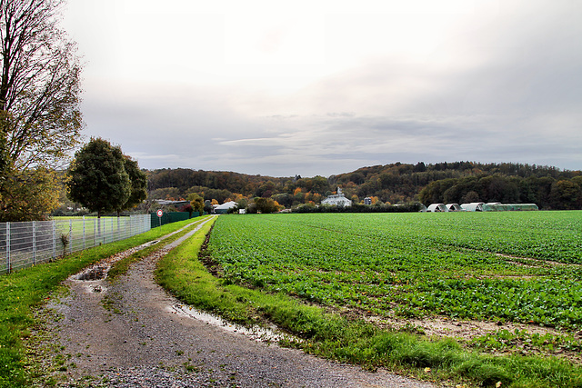 Feld an der Kettwiger Ruhraue (Essen) / 1.11.2023