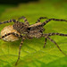 Die Wolfsspinne (Lycosidae) hat nur mal kurz Hallo gesagt :)) The wolf spider (Lycosidae) just said hello :))  L'araignée-loup (Lycosidae) vient de dire bonjour :))