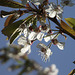 Beautiful white cherry blossom