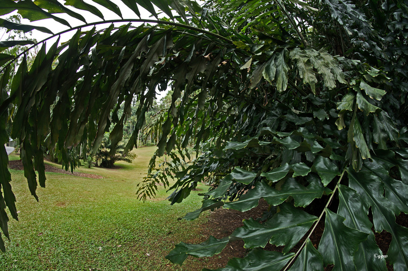 Feathered Leaves
