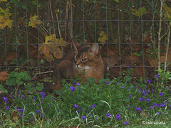 Camouflage cat, 3