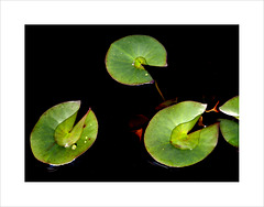 water lily in evening light