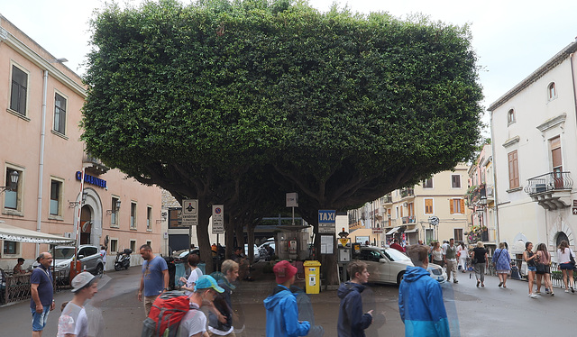 Piazza Vittorio Emanuele with an enormous hedge