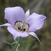 Sagebrush Mariposa Lily