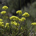 Sulphur-flower Buckwheat