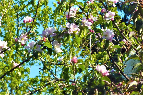 More of the gorgeous apple blossom