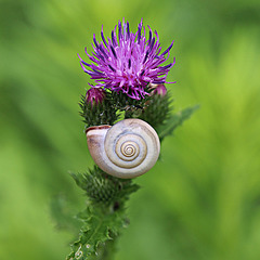 Die Distel und die Schnecke