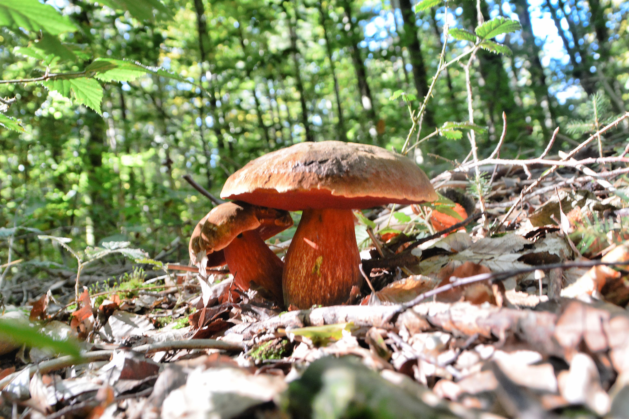 Flockenstieliger Hexen-Röhrling (Neoboletus erythropus)