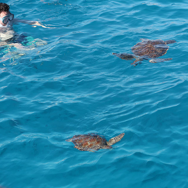 Swimming with the turtles