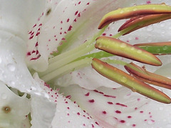 Gorgeous white lily