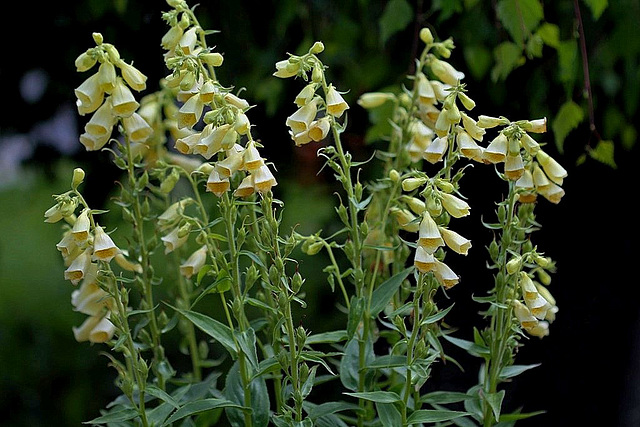 Digitalis grandiflora (3) 1024