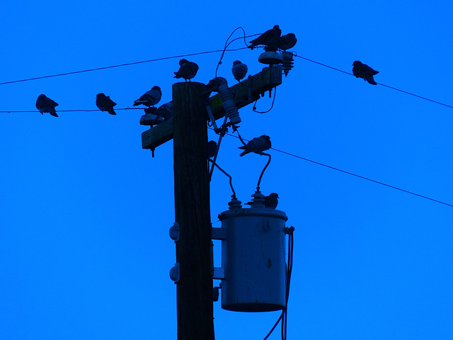 The Birds (Blue) - 17 November 2015