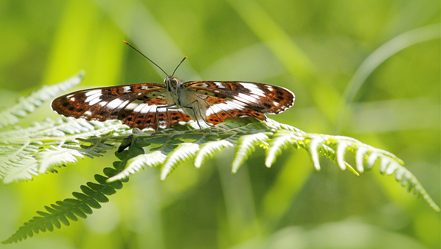 Limenitis camilla