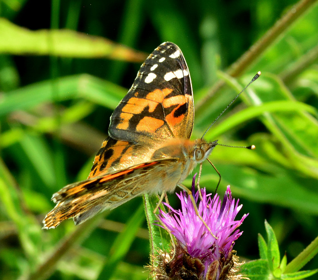 Red Admiral. Vanessa atalanta