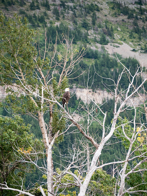 Waterton NP