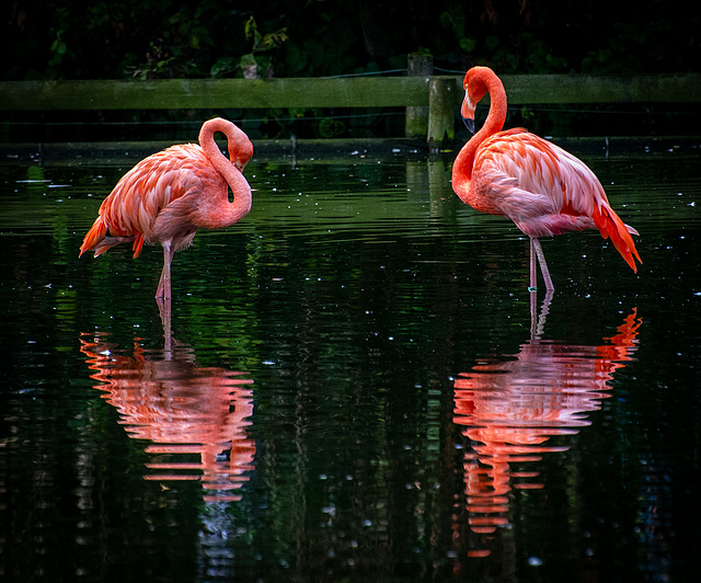 Flamingos