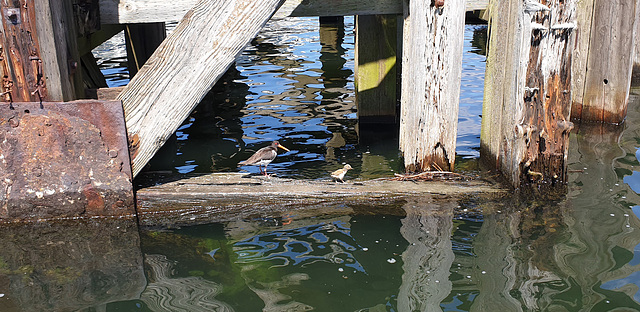 Oystercatcher and chick