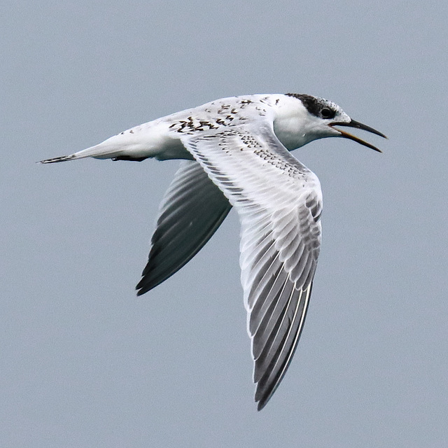 EOS 90D Peter Harriman 13 29 33 38625 juvenileLittleTern