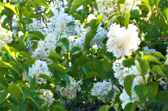The white lilac is so beautiful and the scent is quite strong too