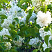 The white lilac is so beautiful and the scent is quite strong too