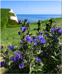 Beachy Head, Sussex