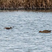 Long tailed duck female (left)