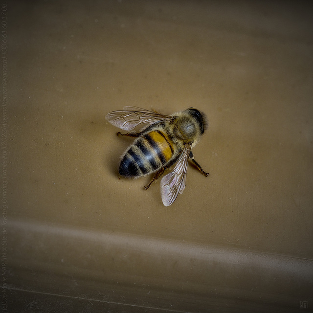 c05  • abeille solo au soleil