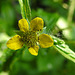 20240523 0172CPw [D~LIP] Nelkenwurz (Geum urbanum), BS