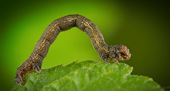 Die Raupe des Federfühler-Herbstspanner (Colotois pennaria) :)) The caterpillar of the feather-feeler autumn moth (Colotois pennaria) :)) La chenille du papillon d'automne à plumes (Colotois pennaria) :))