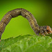Die Raupe des Federfühler-Herbstspanner (Colotois pennaria) :)) The caterpillar of the feather-feeler autumn moth (Colotois pennaria) :)) La chenille du papillon d'automne à plumes (Colotois pennaria) :))