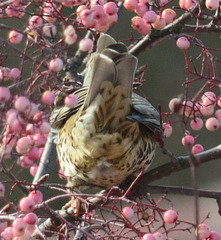 Mistle Thrush