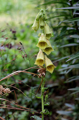 Digitalis grandiflora