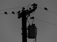 The Birds (Mono) - 17 November 2015