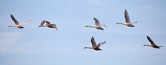 20150308 7277VRTw [D~PB] Höckerschwan (Cygnus olor), Steinhorster Becken, Delbrück