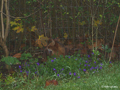 Camouflage cat, 1